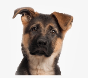 Young German Shepherd - Cute German Shepherd Png