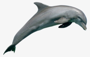 Dolphin Png Image - Dolphin Png