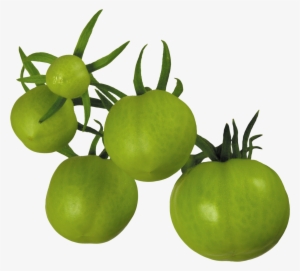 Tomato Png - Green Tomatoes Clipart Free
