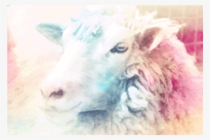 Watercolor Sheep Watercolor Sheep Watercolor Sheep - Sheep