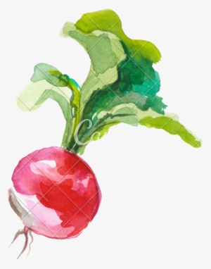 Png Stock Radish Photos By Canva - Radish Watercolor
