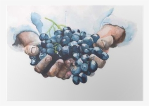 Grapes In Hands Watercolor Painting Illustration Isolated - Grapes Hands