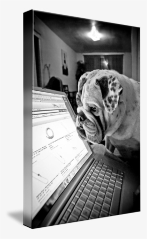 Norfolk, Virginia // As Liz Surfs Amazon For Christmas - Bulldog