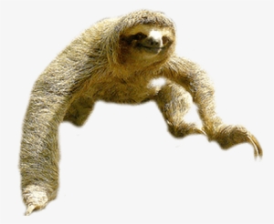 Sloth Jump - Perezoso Png