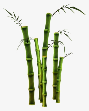 Bamboo Png - Free Bamboo Tree Png