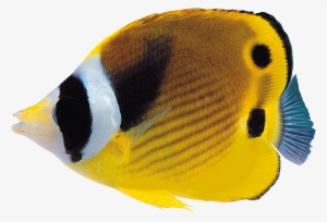 Coral Reef Fish Png