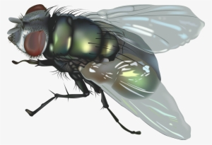Fly Png