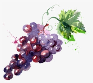Grape Watercolor Painting Drawing Illustration