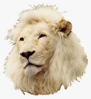White-lionhead - Masai Lion