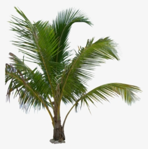 Free Icons Png - Palm Tree Plant Png