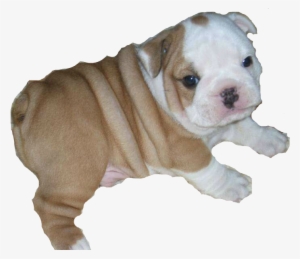 Bulldog Free Png Transparent Bulldog - Bulldog Png