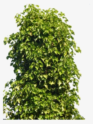 Free Icons Png - Bush Png