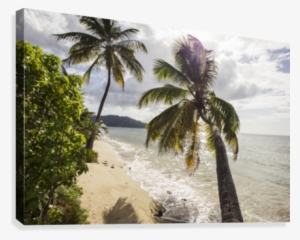 Two Palm Trees On The Beach With Sun Flare - Beach