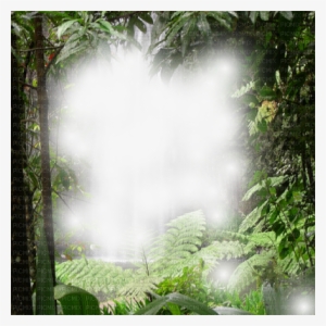 Forest Frame - Waterfall