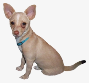 Dog Clip Art - Small Dog Clip Art