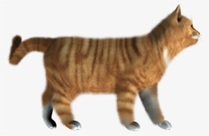 Kitten Png Pic - Cat Hd Images Png