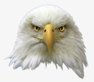 Bald Eagle Png Transparent Image - Bald Eagle Head Transparent