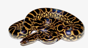 Anaconda Png Hd - Anaconda Png