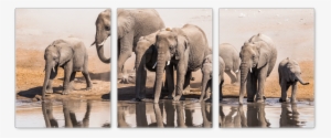 Black And White Elephant Animals Canvas Wall Art Modern