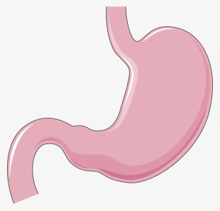 Stomach