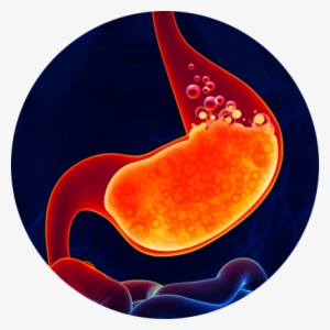 How Eno Works In Stomach - Absolute Enzymes Complete Digestive Enzyme Formula