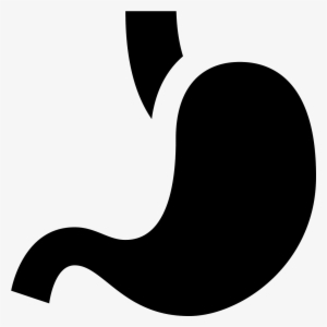 The Stomach Is Somewhat Shaped Like A Bag, Tapering - Stomach