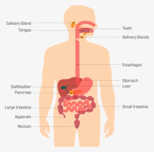 Gastrointestinal Tract - Human Digestive System Cartoon