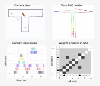 Illustration Of Visualization Features During The T-maze