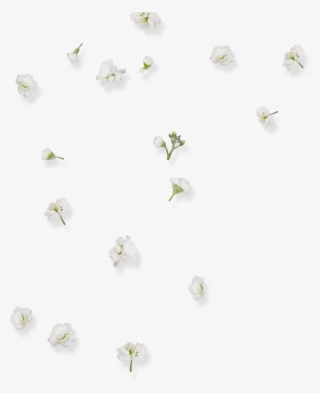 This Graphics Is White Beautiful Flower Decoration