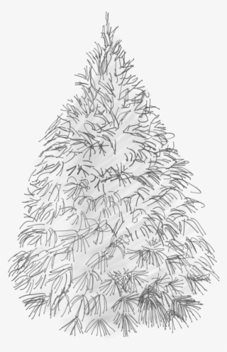 White Pine Sketch