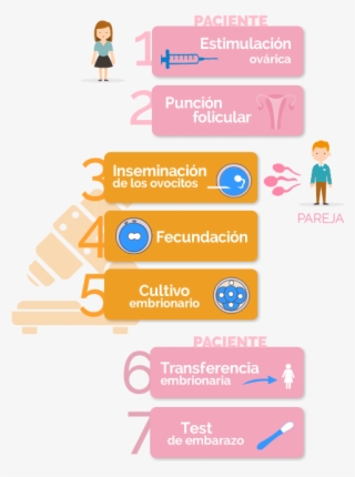 Fases De La Fecundación In Vitro Con Semen De La Pareja