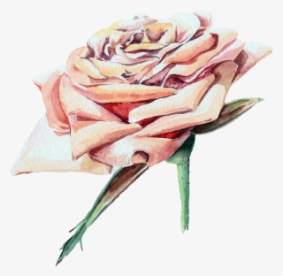 Rosa Flor Flor De La Acuarela Transparente Png