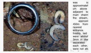 Developing Larvae Of The Cave Salamander, Eurycea Lucifuga,