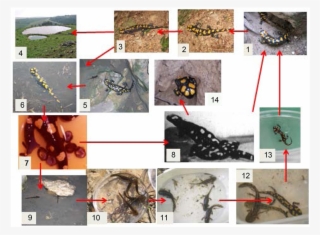 Life Cycle Of Salamandra Infraimmaculata Along The