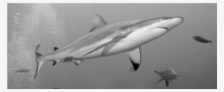 Sharks