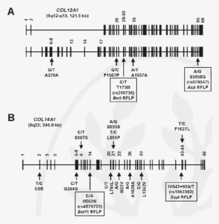 A And B A Schematic Representation Of The Exon And