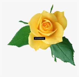Yellow Rose Flowers