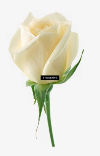 White Rose Flower White Rose Roses