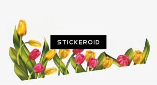 Tulip Flower