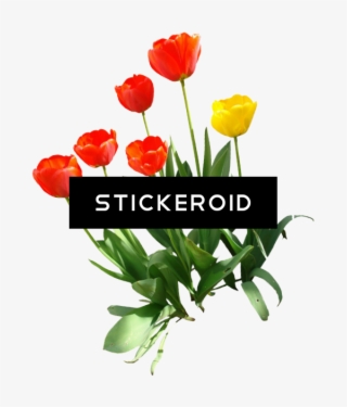 Tulip Flower