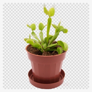 Venus Fly Trap No Background Clipart Venus Flytrap