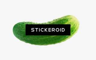 Cucumber
