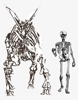 Stegosaurus Stenops