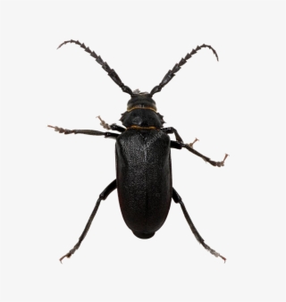 Black Beetle Png Pic
