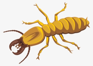 Termite Png Photos