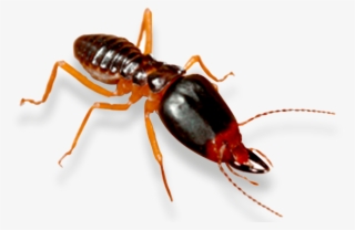 Termite