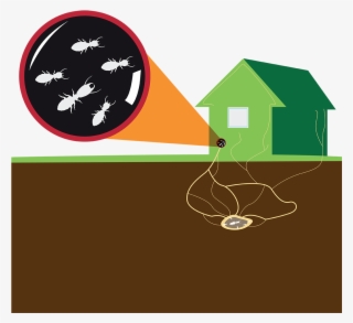 Subterranean Termite Colony Illustrated