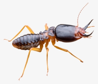 Long Lasting Termite Elimination