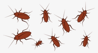 Areas Such As Cockroaches And Ants, Areas Don't Necessarily