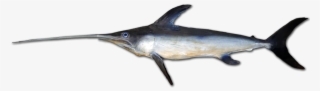 File - Swordfish-0026a
